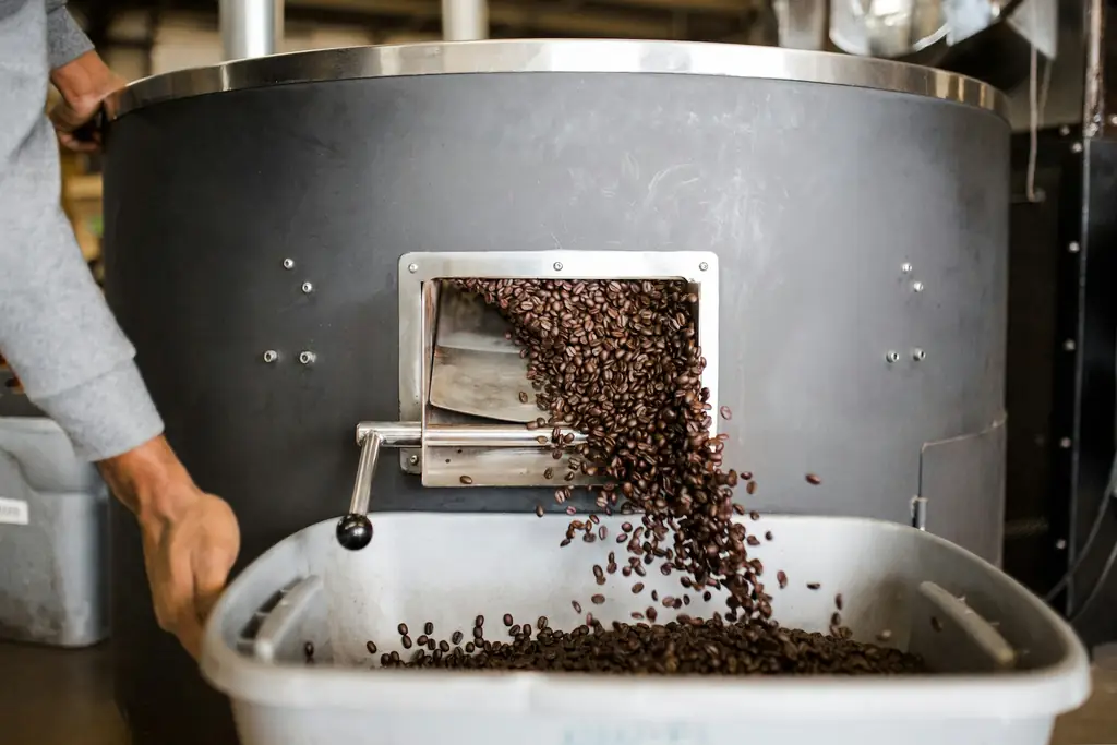 Roasted beans pouring from a roaster's chute into a bin
